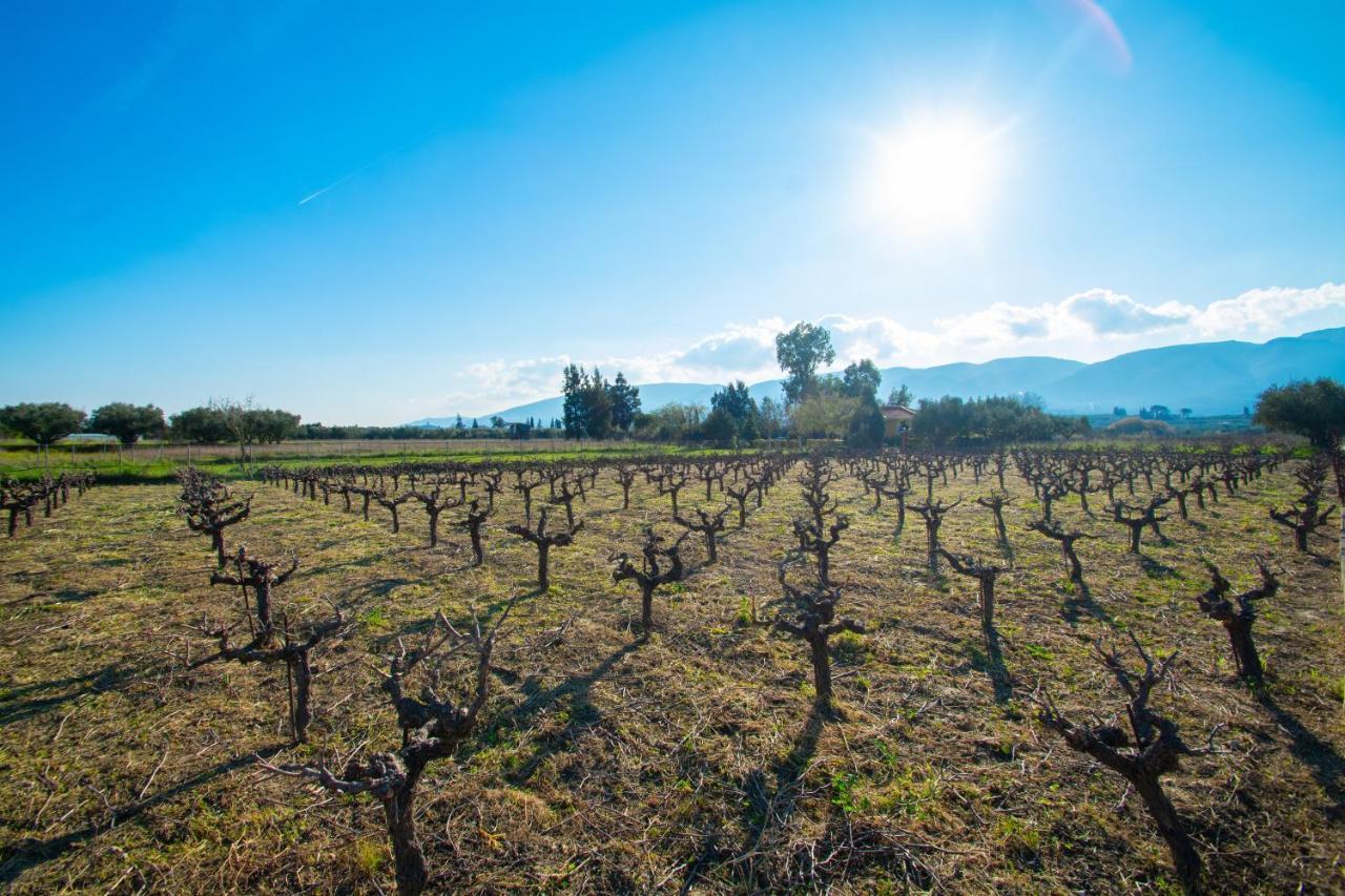 Loukas Farm House Áyios Kírikos Dış mekan fotoğraf